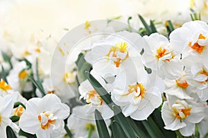 Spring blossoming white and light yellow daffodils in garden, springtime blooming narcissus jonquil flowers