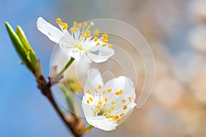 Spring blossoming white spring flowers