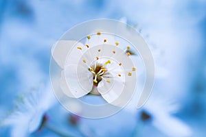 Spring blossoming white spring flowers