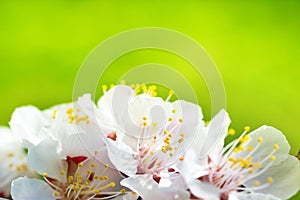 Spring blossoming white spring flowers