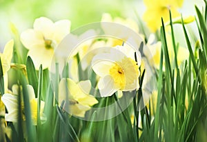 Spring blossoming white and yellow daffodils in garden, springtime blooming narcissus jonquil flowers