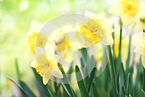 Spring blossoming white and yellow daffodils in garden, springtime blooming narcissus jonquil flowers