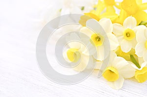 Spring blossoming white and yellow daffodils in garden, springtime blooming narcissus jonquil flowers