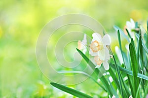 Spring blossoming white and yellow daffodils in garden, springtime blooming narcissus jonquil flowers