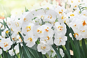 Spring blossoming white and yellow daffodils in garden, springtime blooming narcissus jonquil flowers