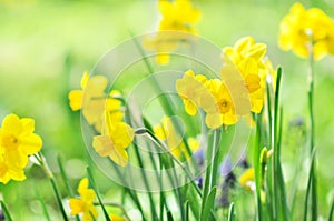 Spring blossoming white and yellow daffodils in garden, springtime blooming narcissus jonquil flowers