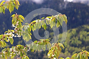 spring blossoming of a wild cherry tree and foliage