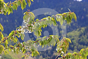 Spring blossoming of a wild cherry tree and foliage