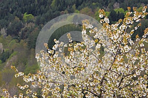 Spring blossoming of a wild cherry tree