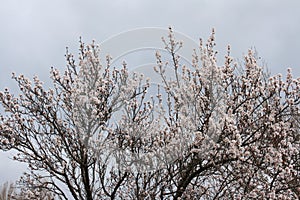Spring blossoming of a wild cherry tree
