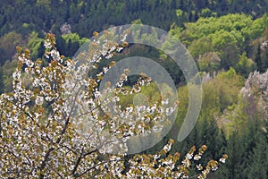 Spring blossoming of a wild cherry tree