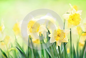 Spring blossoming yellow daffodils in garden, springtime blooming narcissus flowers