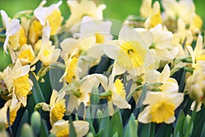 Spring blossoming yellow daffodils in garden, springtime blooming narcissus flowers