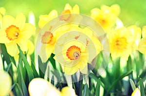 Spring blossoming yellow daffodils in garden, springtime blooming narcissus flowers