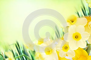 Spring blossoming yellow daffodils in garden, springtime blooming narcissus flowers