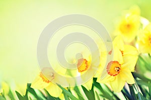 Spring blossoming yellow daffodils in garden, springtime blooming narcissus jonquil flowers