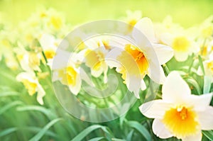 Spring blossoming yellow daffodils, springtime blooming narcissus flowers