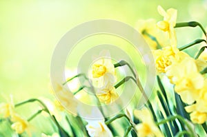 Spring blossoming yellow daffodils, springtime blooming narcissus flowers