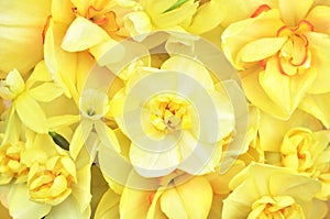 Spring blossoming yellow daffodils, springtime blooming narcissus flowers