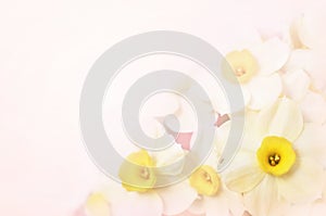 Spring blossoming yellow daffodils, springtime blooming narcissus flowers on pink pastel background