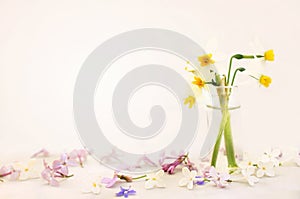 Spring blossoming yellow daffodils, springtime blooming narcissus jonquil flowers on pink pastel background