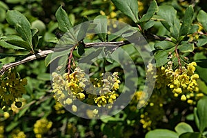 Spring blossoming yellow flower clusters of Amur Barberry