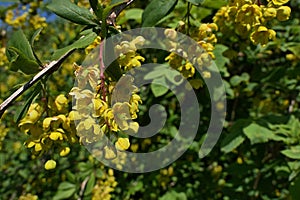 Spring blossoming yellow flower clusters of Amur Barberry