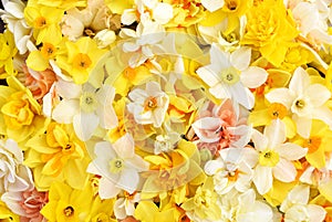 Spring blossoming yellow, white and apricot color daffodils, springtime blooming narcissus flowers