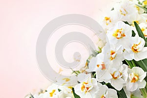 Spring blossoming yellow and white daffodils posy, springtime blooming narcissus flowers