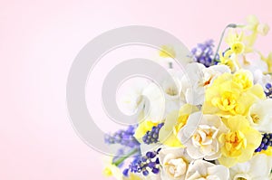 Spring blossoming yellow and white daffodils posy, springtime blooming narcissus flowers