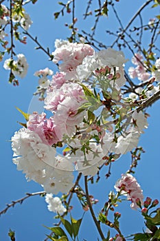 Spring Blossoms