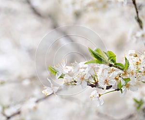 Spring blossoms