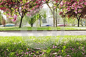 Spring blossoms