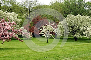 Spring blossoms