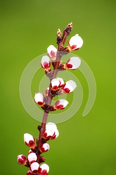 Spring Blossoms