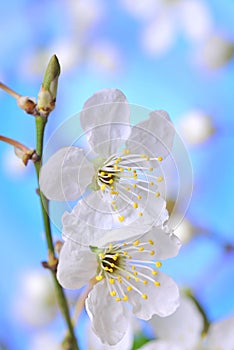 Spring Blossoms