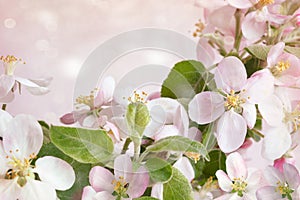 Spring blossoms against pink background