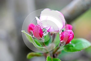 Spring blossoms apple flowers and waterdrop