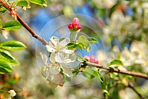 Spring blossoms, apple tree flowers in the garden