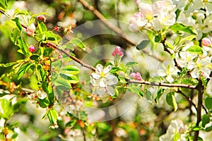 Spring blossoms, apple tree flowers in the garden