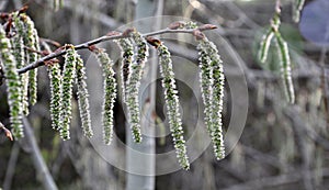 Spring blossoms of aspen earrings