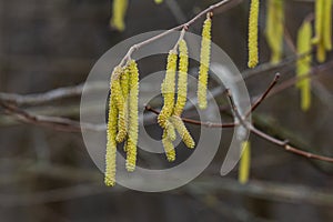 Spring blossoms of Corylus avellan highlighting the unique catkins on tree branches