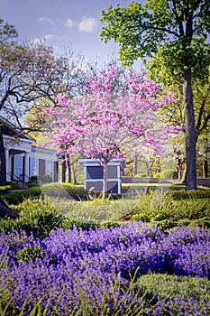 Spring Blossoms at George Willians College