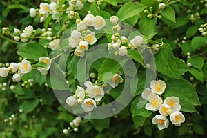 Spring blossoms, jasmine flowers in the garden