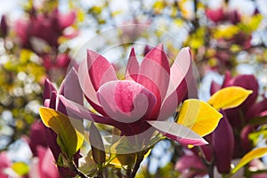 Spring Blossoms of a Magnolia