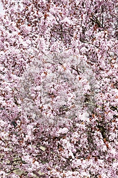Spring Blossoms Pink