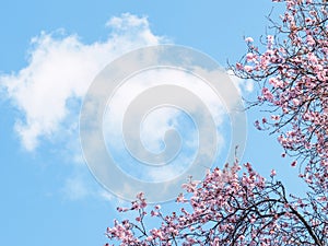 Spring blossoms and sky