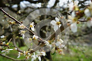 Spring blossoms photo