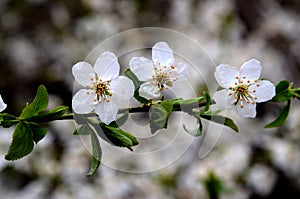 spring blossoms on tree branch