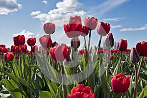 Spring Blossoms At Tulip Festival